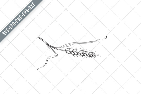 Stalk of Belgian Wheat Line Art Drawing